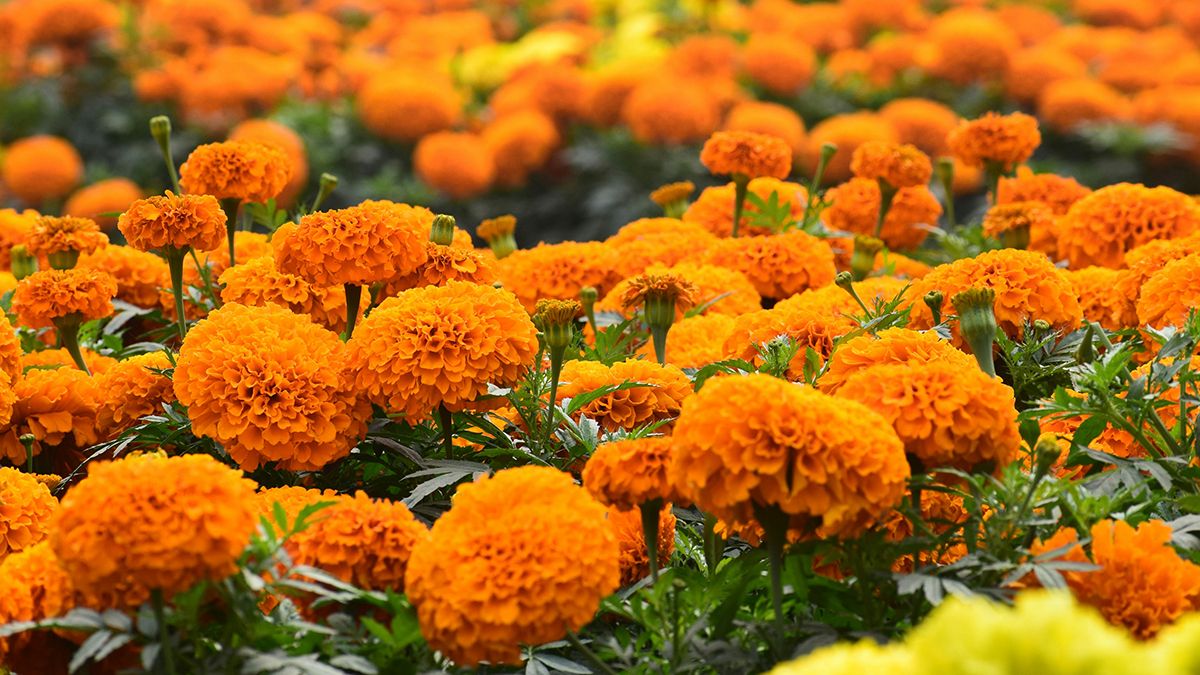 Много бархатцев в саду