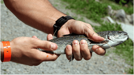 Форель в Украине — где водится и штрафуют ли за вылов в 2025 - 285x160
