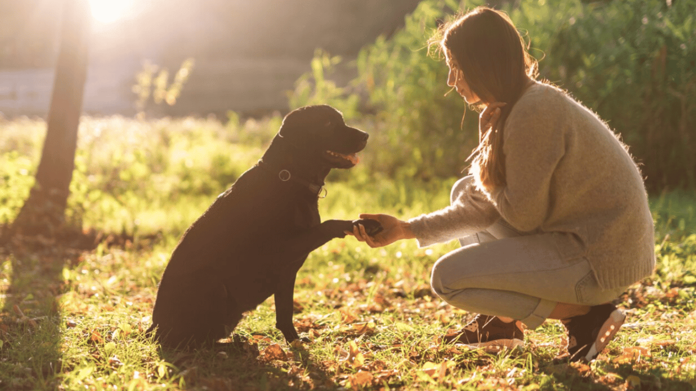 Как научить свою собаку давать лапу — пошаговая инструкция