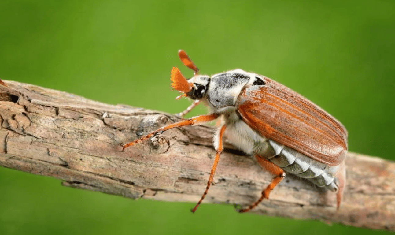 Хрущ на ветке дерева.