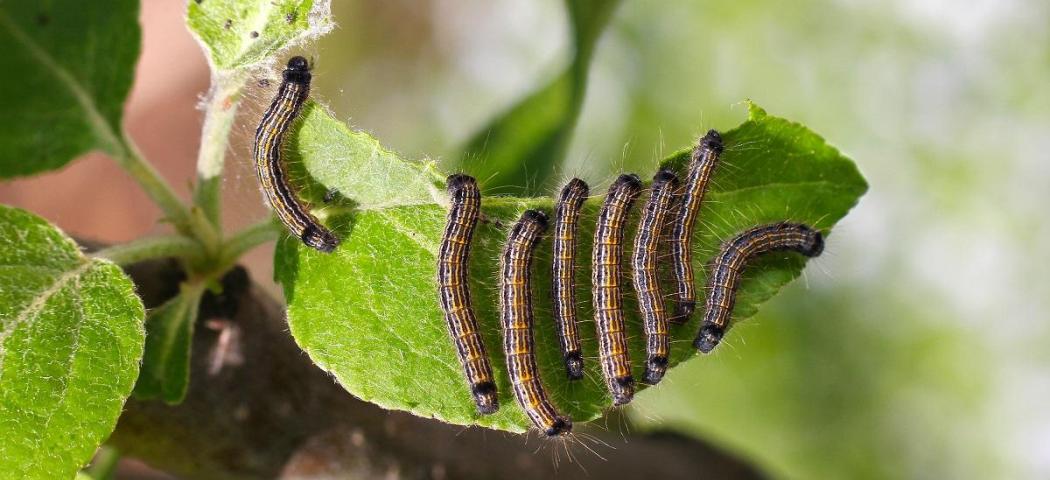 Несколько гусениц на листьях растения