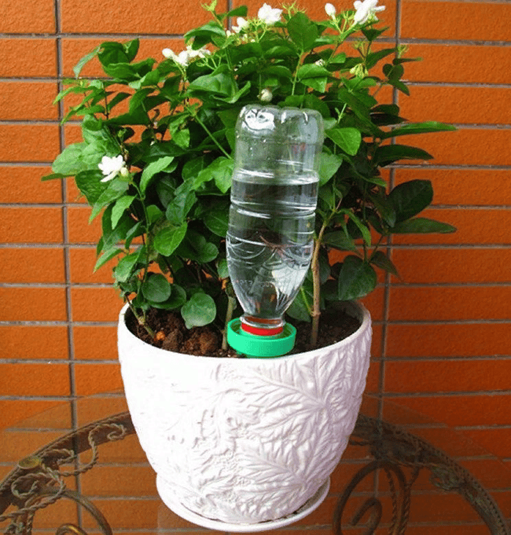 Бутылка в горшке