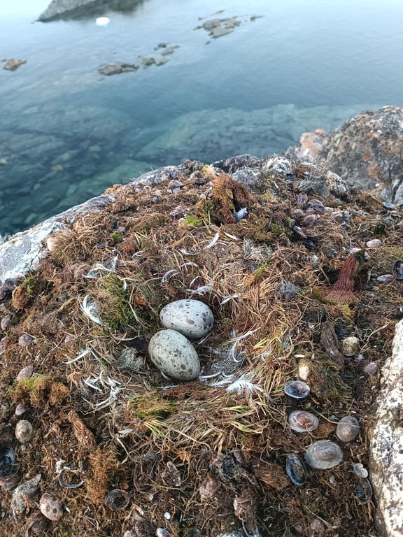 Популяція мартинів в Антарктиді збільшується: фото малят