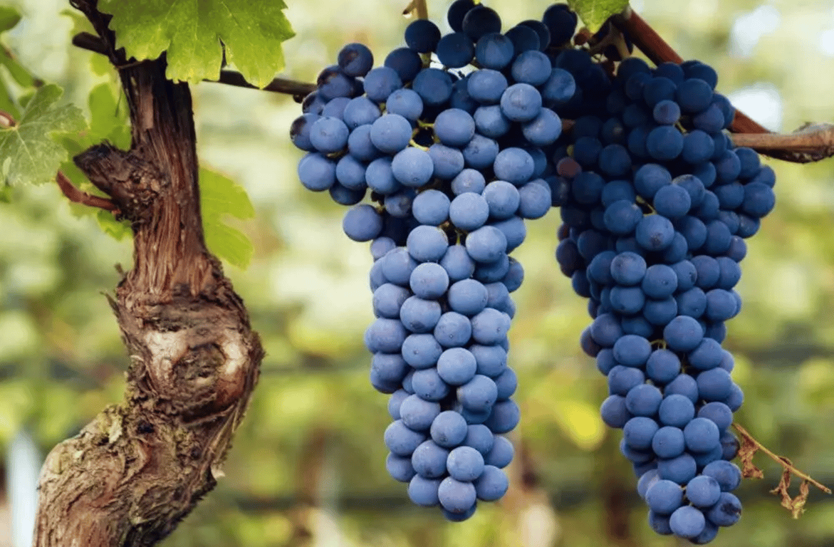 Синий виноград