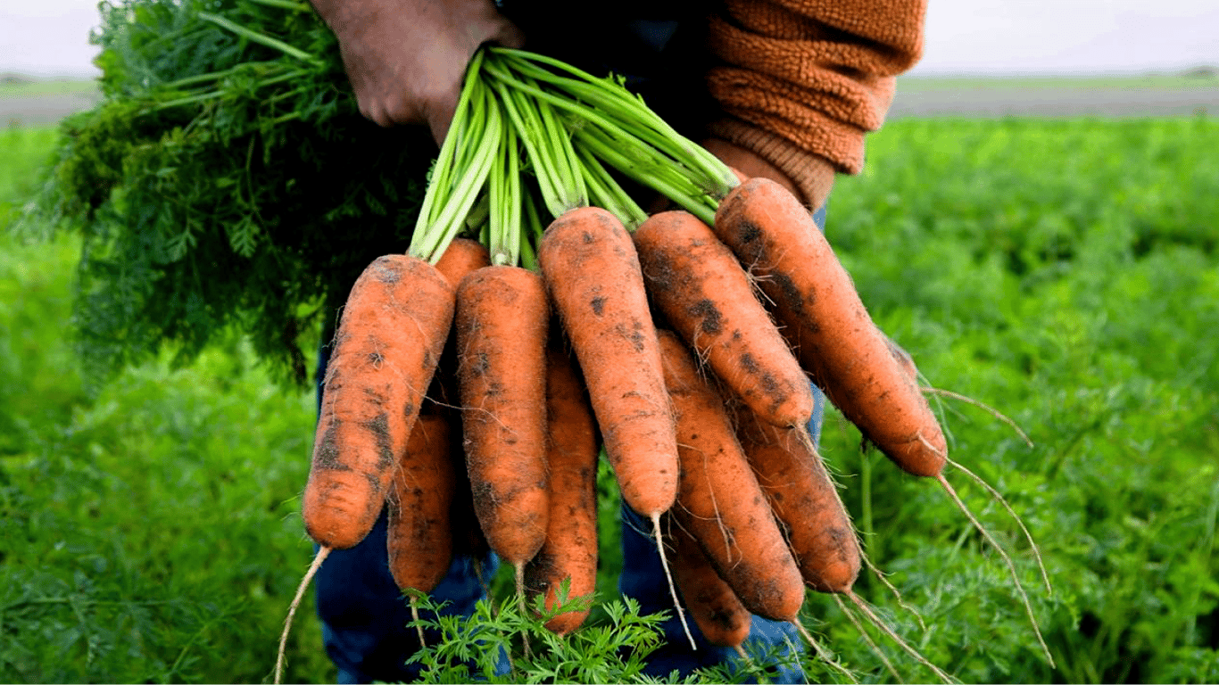 Чем поливать морковь, чтобы получить большой урожай — дешевый и простой способ