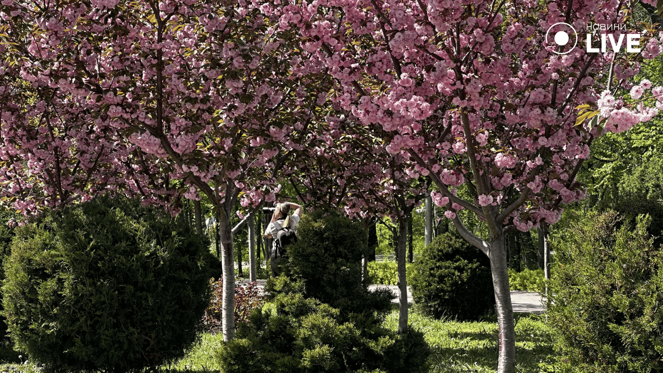 Фотосесія в сакурах