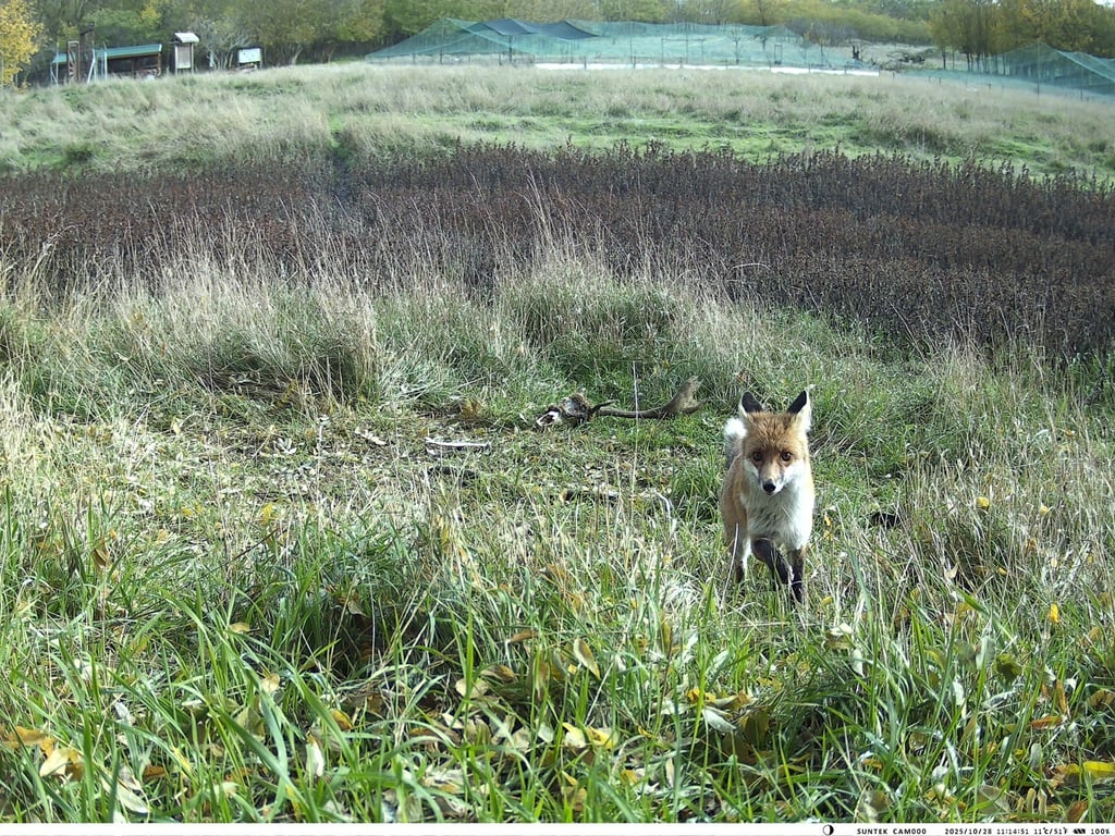 Лисиця в степу