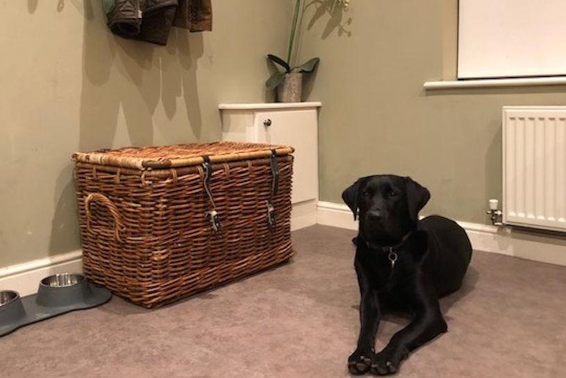 Собака вдома — яка підлога витримає кігті, воду і шерсть - фото 2