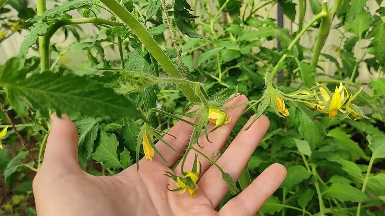 Цветы помидоров, которые иногда осыпаются