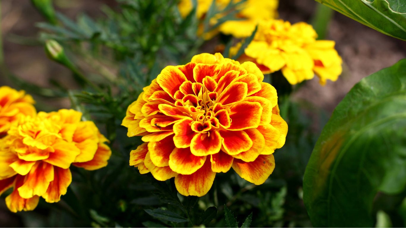 Як садити чорнобривці у червні