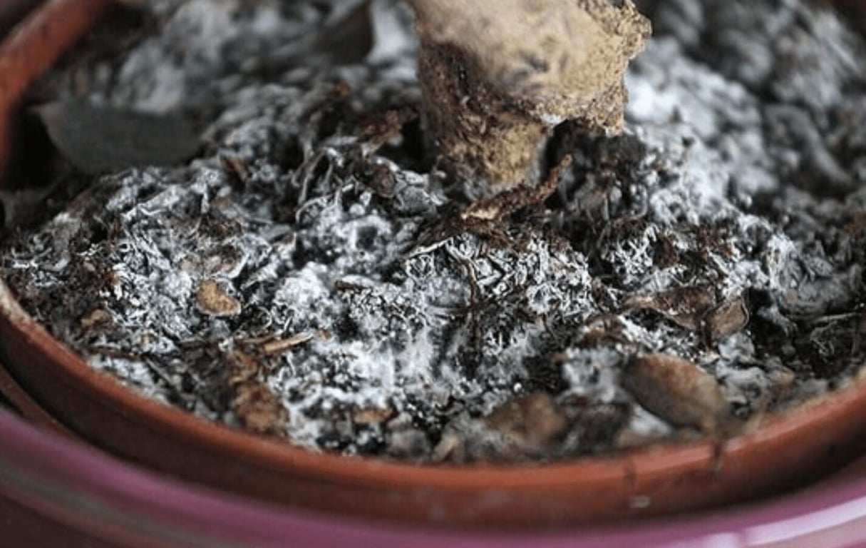 Как убрать плесень с земли в цветочном горшке.