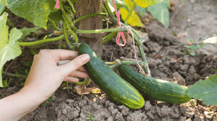 Это средство возобновит почву после огурцов — чем посыпать грядки - 285x160