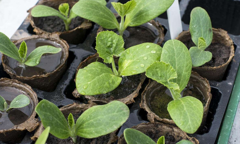 Рассада кабачков