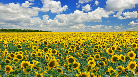Ціни на зерно в Україні: скільки коштує соняшник в серпні - 285x160