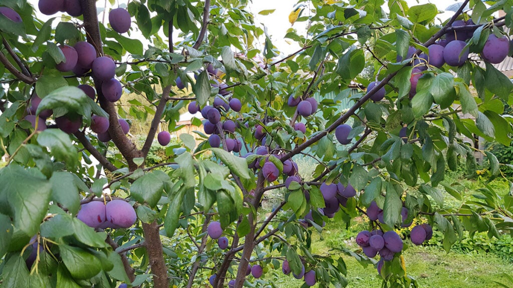 Сливовое дерево