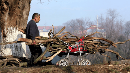 Можно ли забирать на дрова сухостой и поваленные ветки возле дороги в 2026 - 285x160