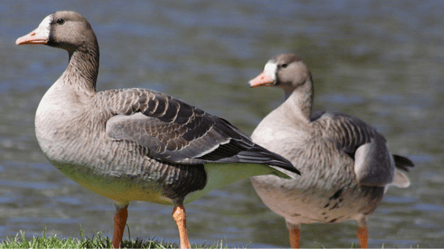 Редких птиц заметили на лиманах Одесской области - 290x166