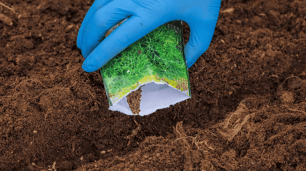 Правильная посадка укропа и петрушки — урожая станет больше - 285x160