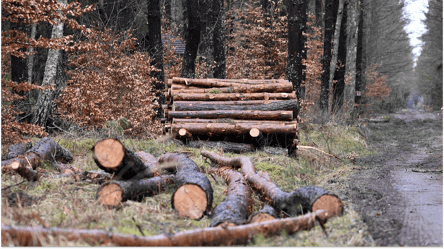 Можно ли забирать на дрова ветки, лежащие в парках и скверах - 285x160