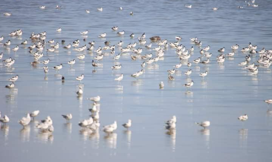 кулики-чоботарі у лиманах на Одещині