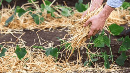 Не используйте эту мульчу — она истощает землю и растения - 285x160