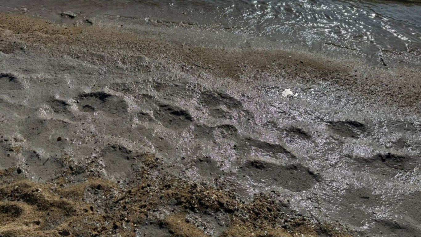 На Одещині нове забруднення моря: знову страждають птахи