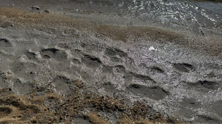 На Одещині нове забруднення моря: знову страждають птахи - 290x166