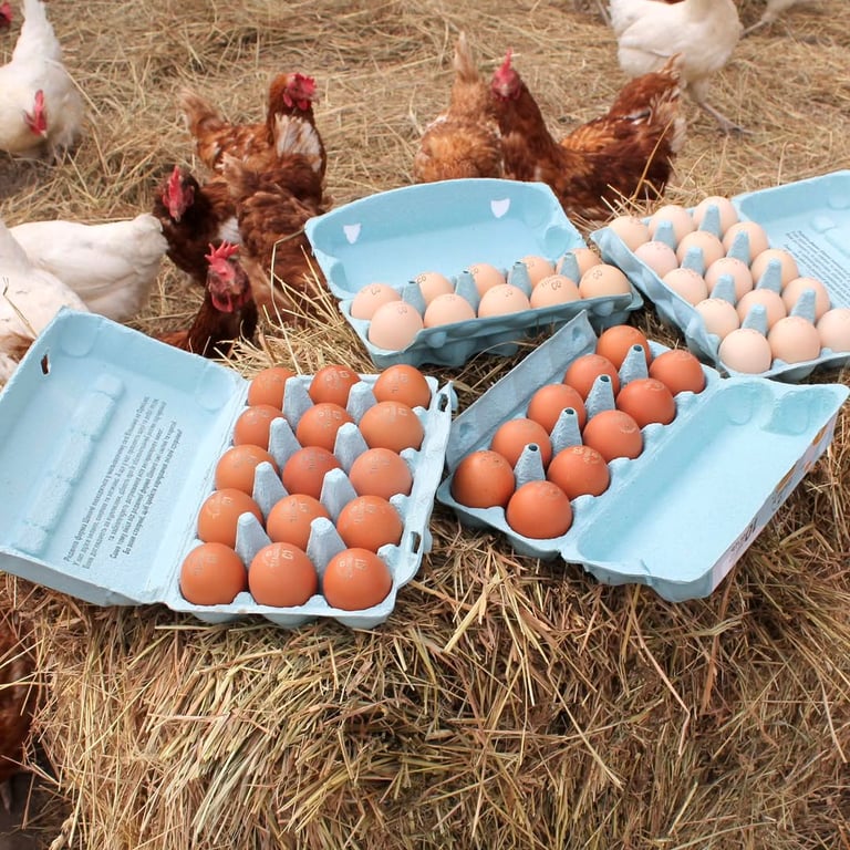 Яйця "Шаничі"