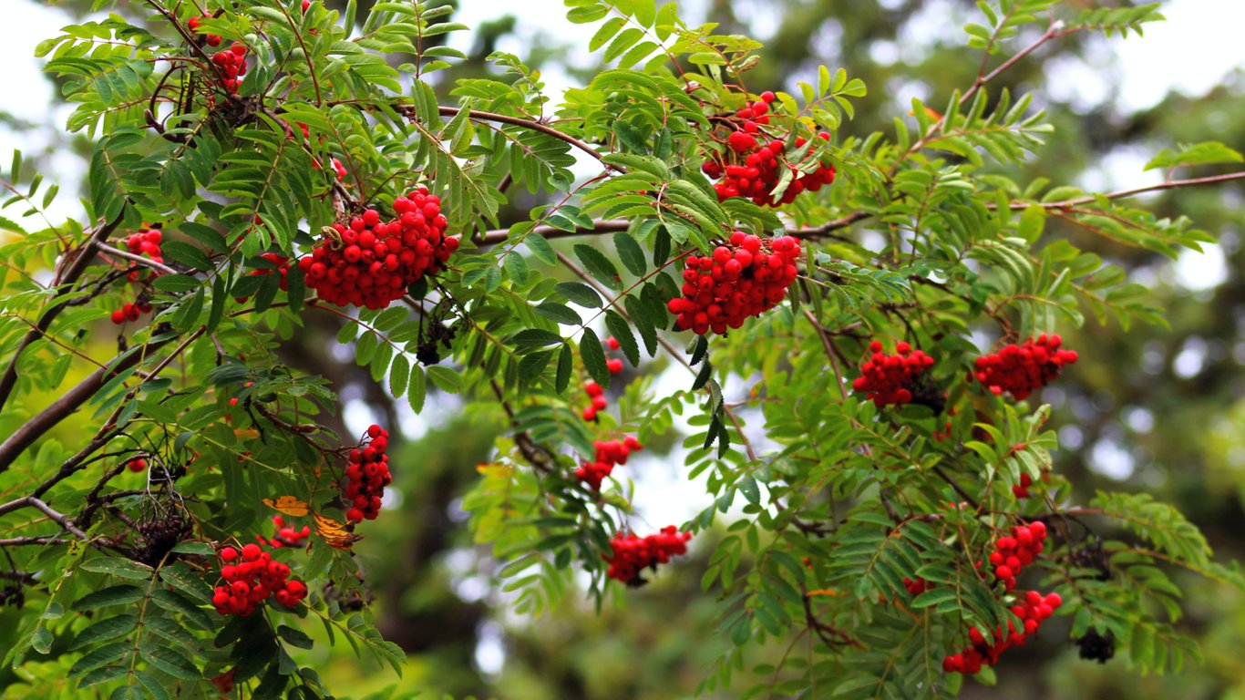 Горобина з червоними ягодами біля садової ділянки.