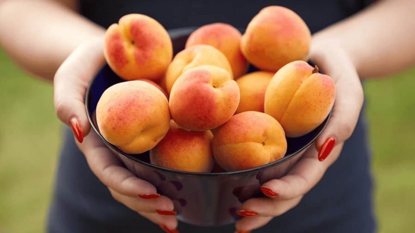 Як виростити абрикоси з кісточки — покрокова інструкція