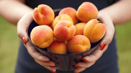 Як можна виростити абрикоси з кісточки — прості кроки - 285x160