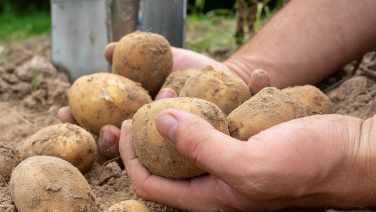 Человек, выкопавший картофель