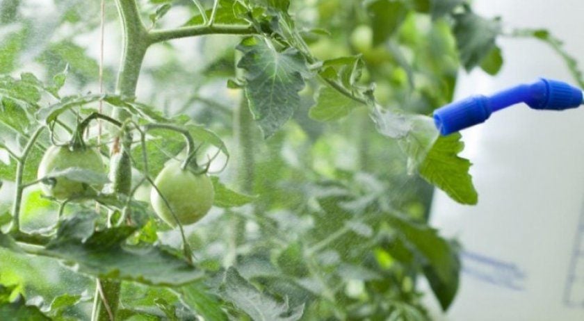 Опрыскивание помидоров на огороде