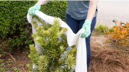 Не стрижіть ці хвойні дерева восени — небезпечно для рослин - 285x160