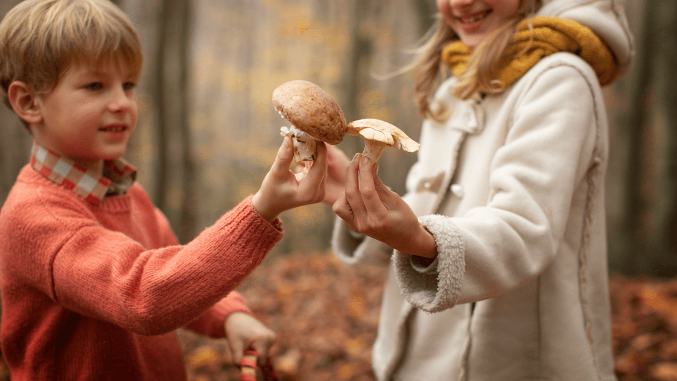 Сезон грибів в жовтні в Карпатах —  коли врожайний час для збору та які види шукати