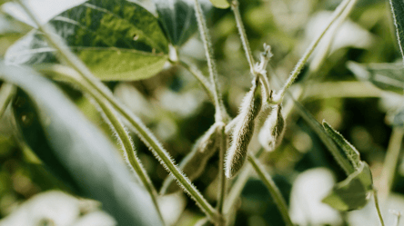 Соя в Украине дешевеет — как снизились цены в октябре - 285x160