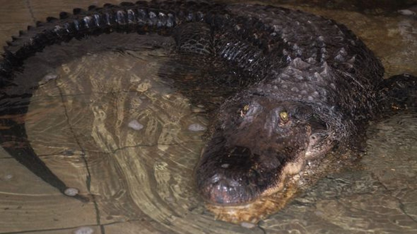 У Миколаївському зоопарку помер найстаріший алігатор в Україні