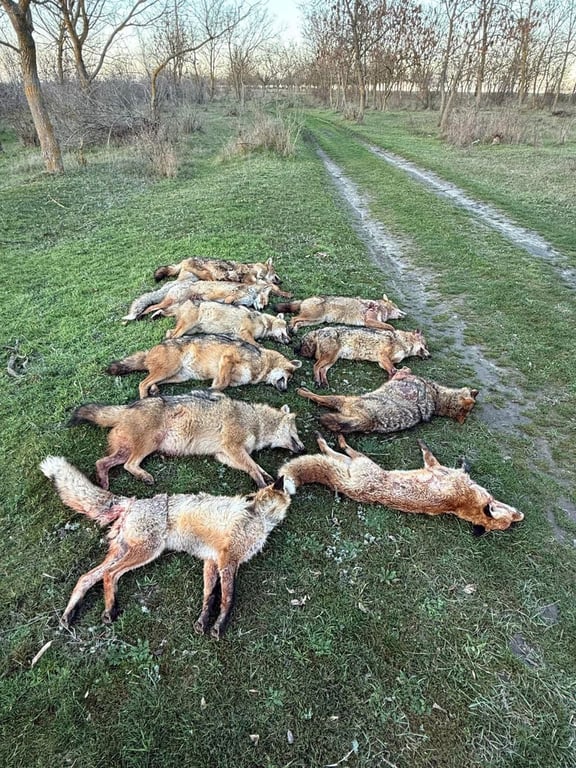 На Одещині відстрілюють шакалів