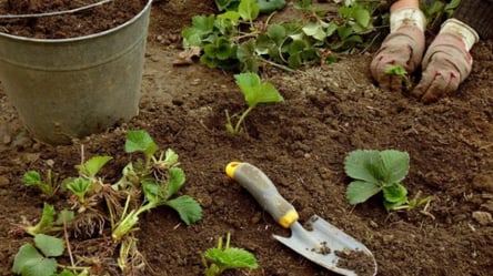 Лучшее время сеять клубнику — даты, гарантирующие большой урожай - 290x166