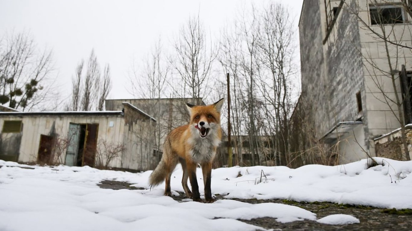 На Харківщині через бойові дії зросла кількість випадків сказу у тварин