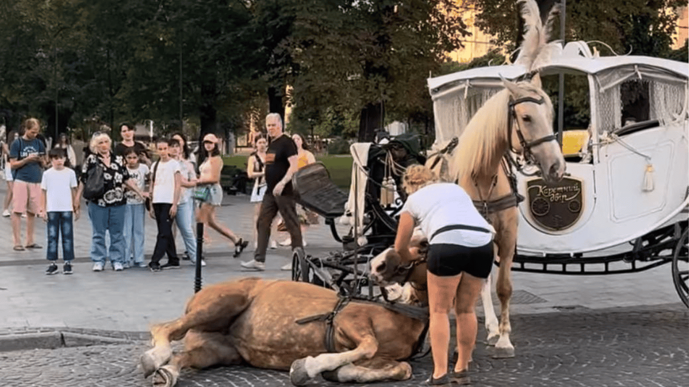 Инцидент с лошадью в центре Львова — городские власти отреагировали