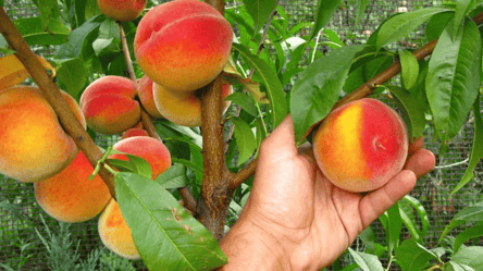 Осінній догляд за персиком — як підготувати дерево до морозів - 285x160