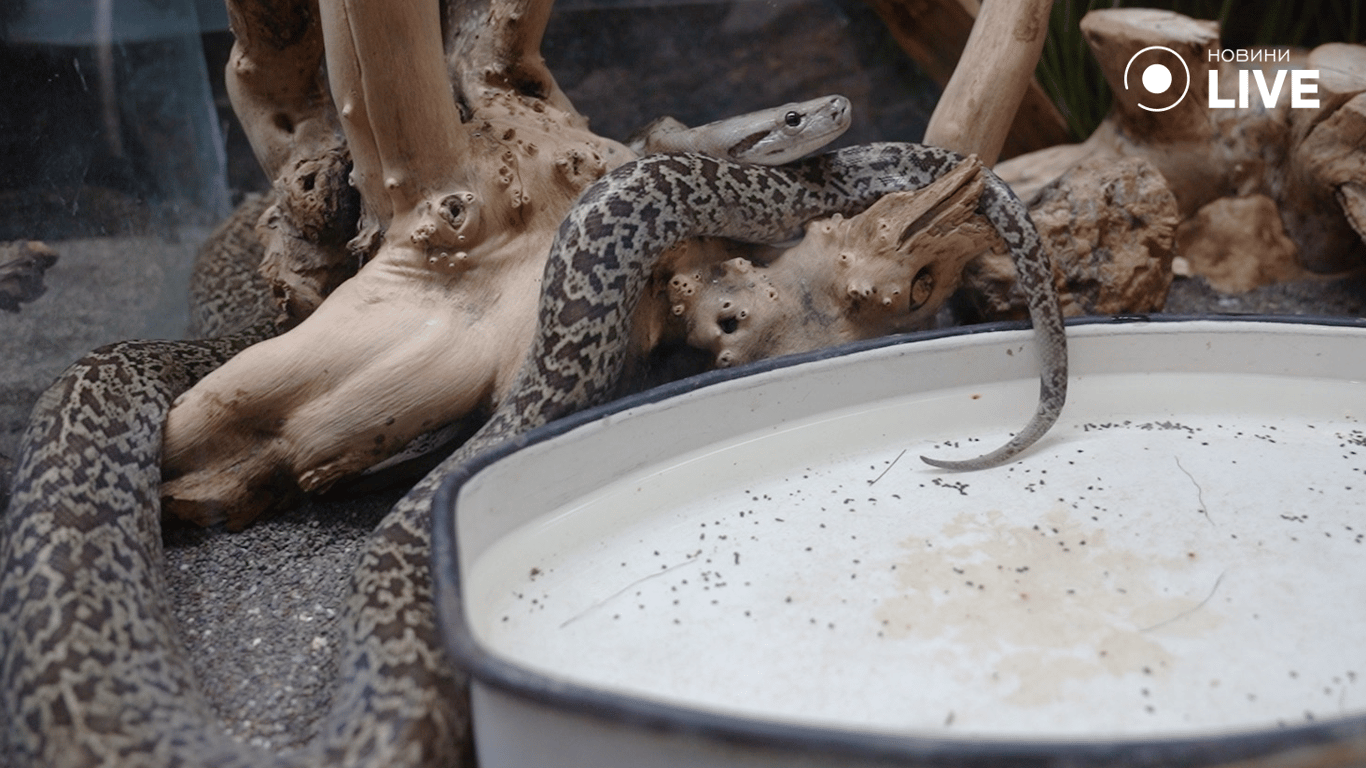 Водный уж в террариуме. Фото: Новини.LIVE