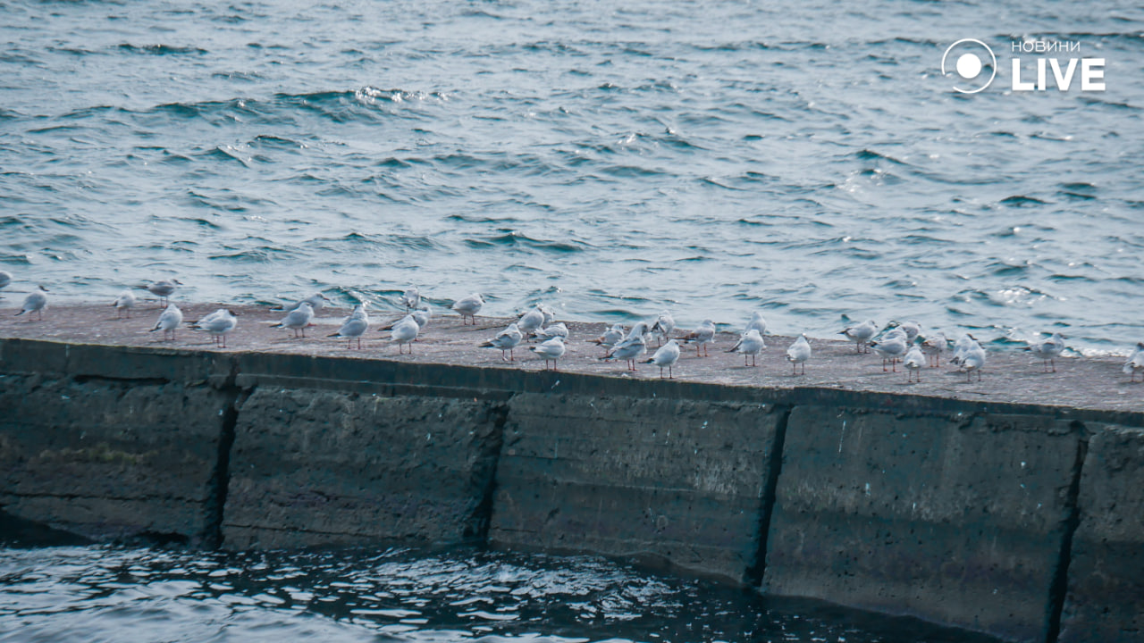 Причини та наслідки поводів для Чорного моря — коментар еколога - фото 2