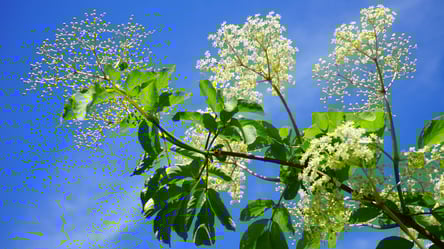 Цей кущ не можна садити біля дому — притягує лихо - 285x160