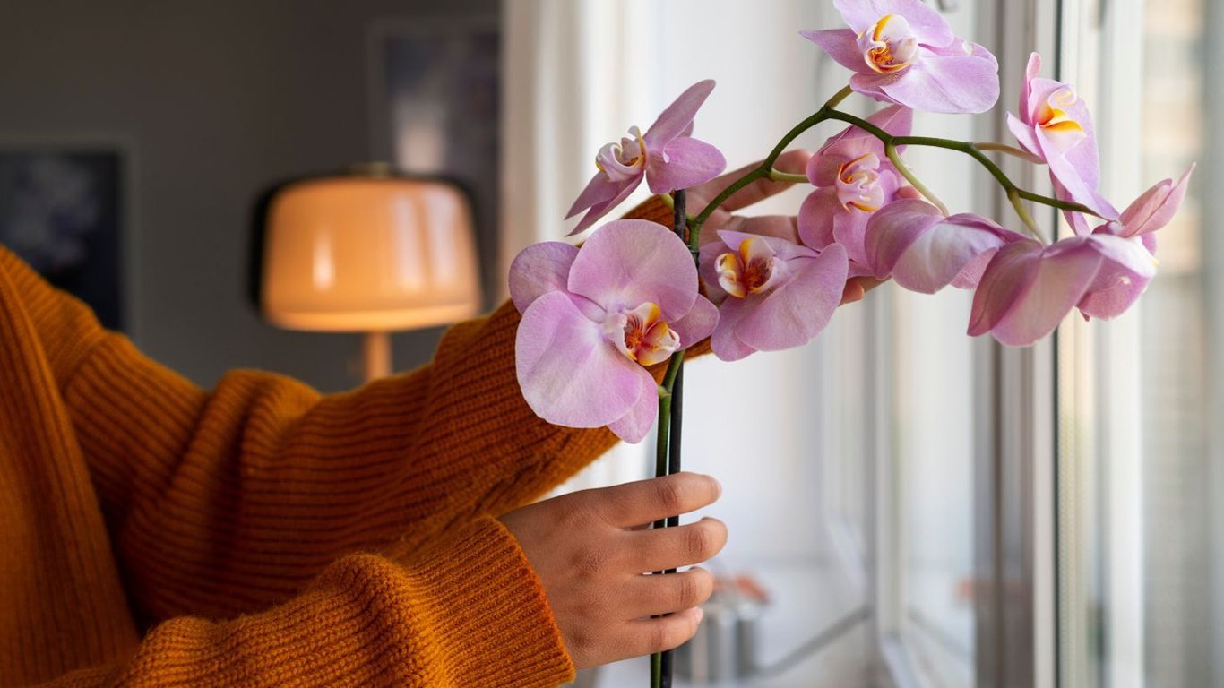 Як правильно доглядати за орхідеєю