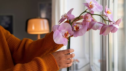 Як правильно доглядати орхідею — полив, пересадка, вдале місце - 290x166