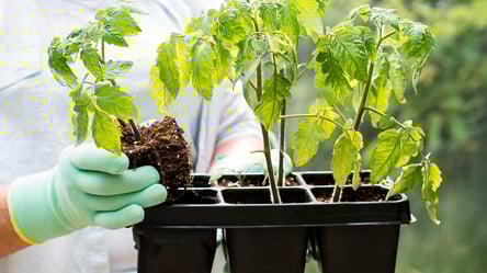 Перевірені домашні добрива, що пришвидшують ріст розсади - 285x160