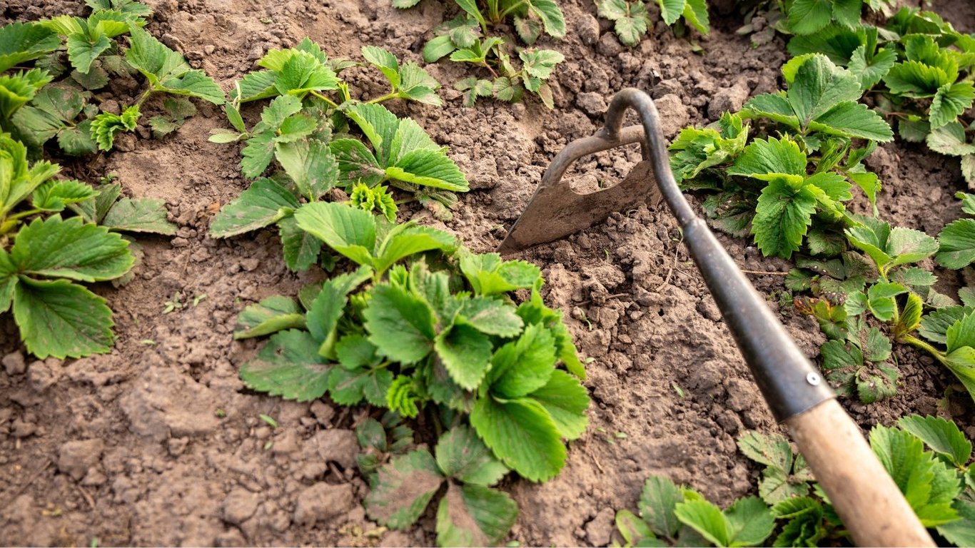 Як відновити ґрунт після полуниці — прості поради