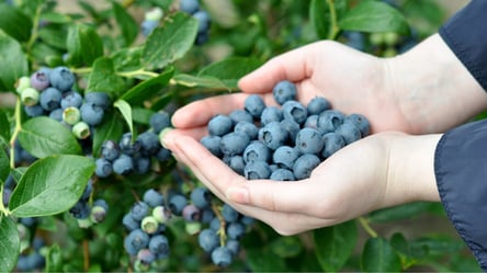 Как выращивать самую дорогую ягоду в Украине — секреты щедрого урожая голубики - 285x160